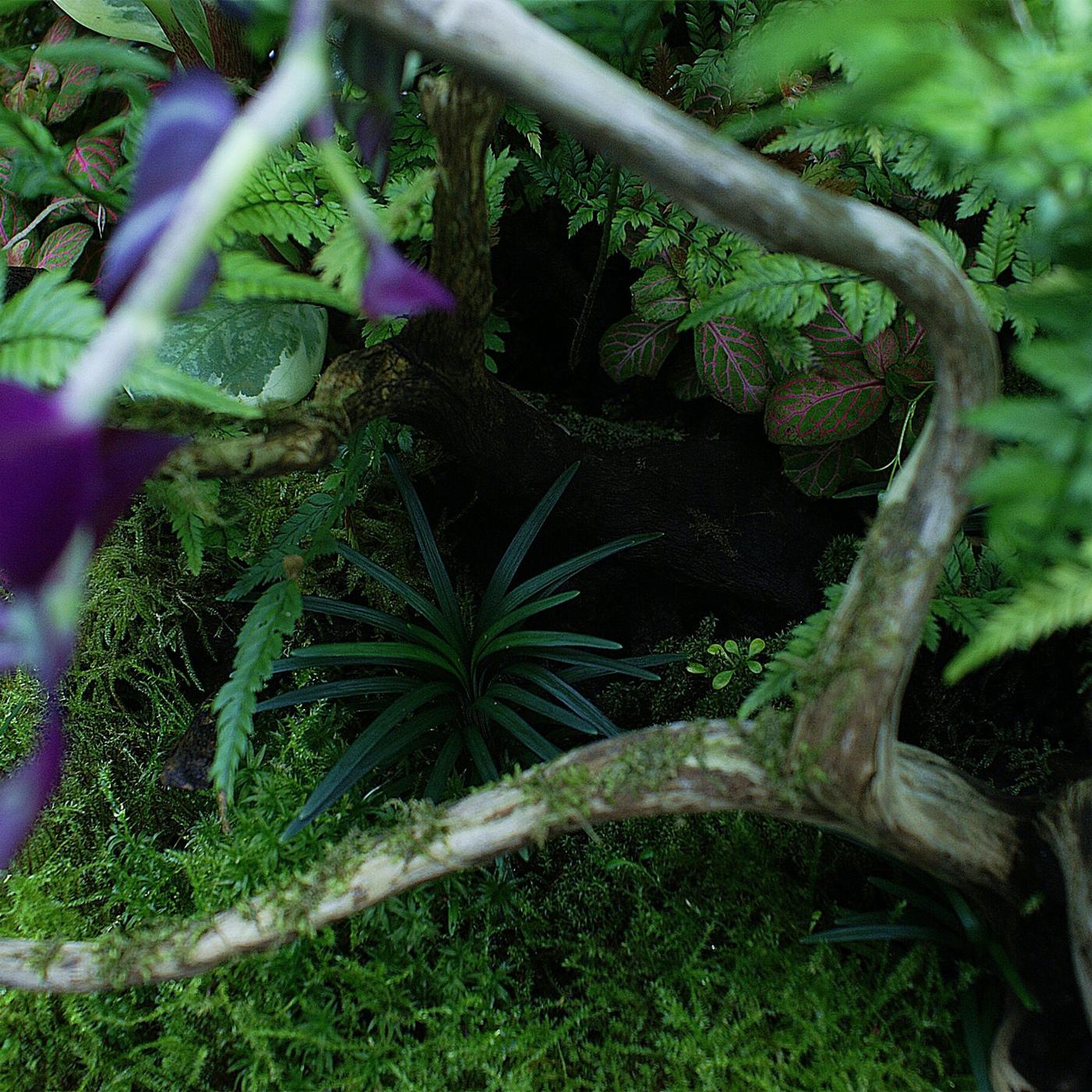 Substrate for exotic plants in a terrarium Yokuchi Janguru Soil - 1L
