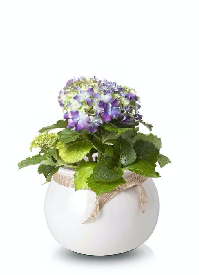 Ceramic flower pot with a ribbon - cream - LISBON collection