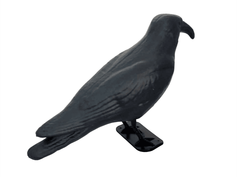 Raven - Fear for pigeons, starlings or sparrows