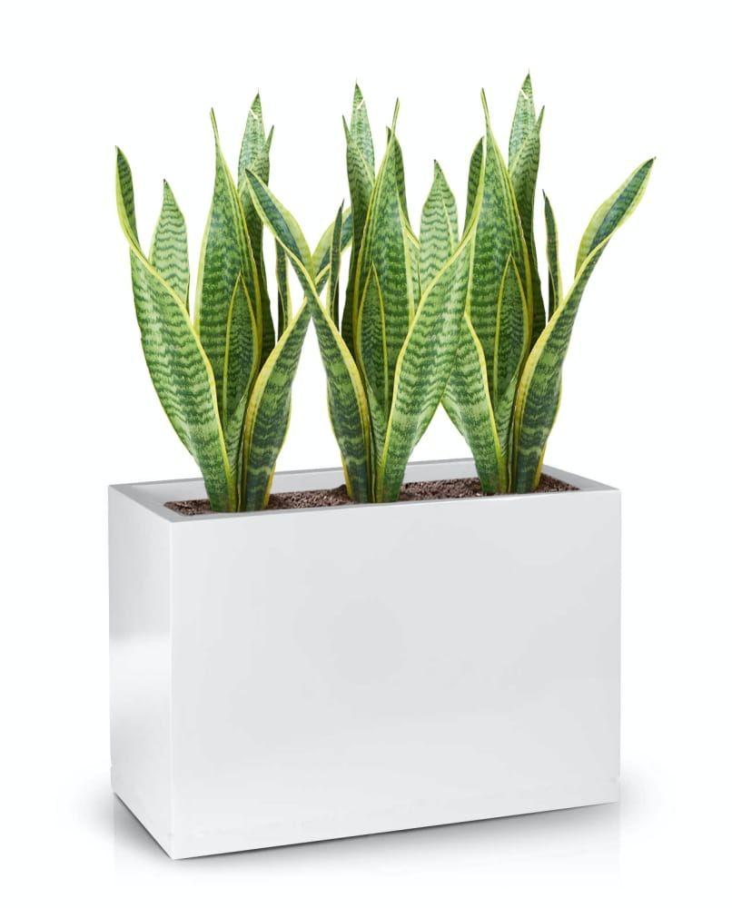 Large rectangular fiberglass pot 60x30 cm - white