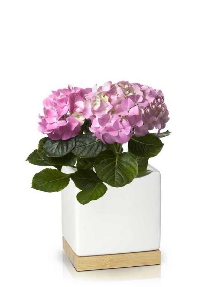 Square-shaped ceramic pot - white with wooden base - BARCELONA collection