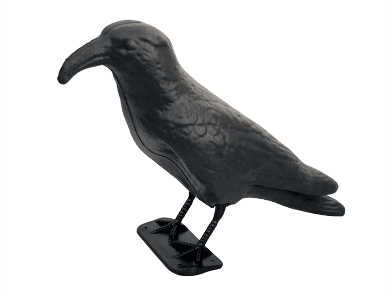 Raven - Fear for pigeons, starlings or sparrows